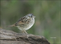 Sparrow;Lincolns-Sparrow;Texas;Southwest-USA;Melospiza-lincolnii;one-animal;clos
